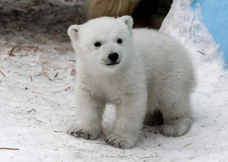 Teško ćete odoljeti ovim tek rođenim polarnim medvjedićima
