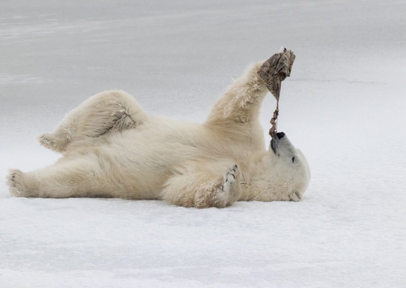 Čak i polarni medvjedi imaju vrijeme za igru