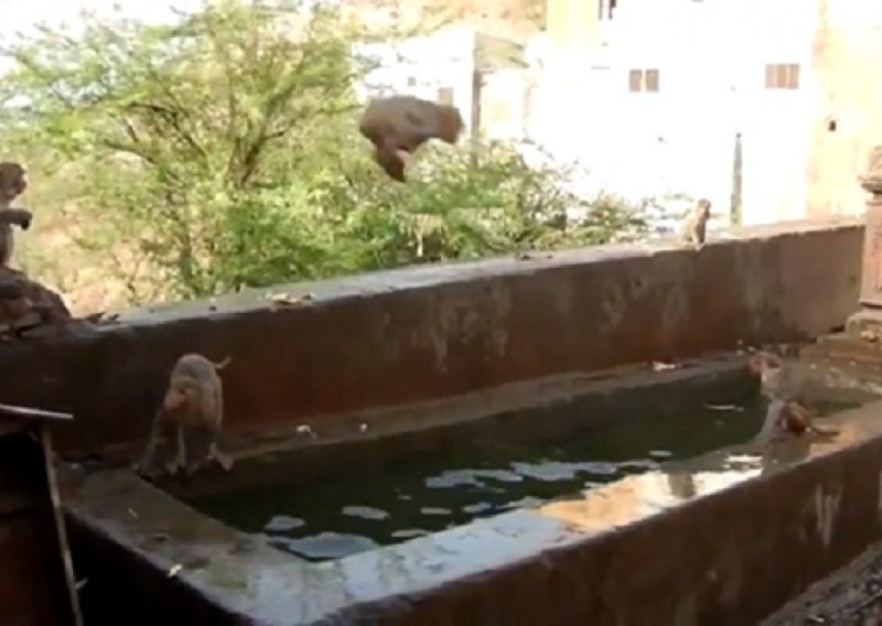 Otkačeni majmuni sa stilom skakali u vodu