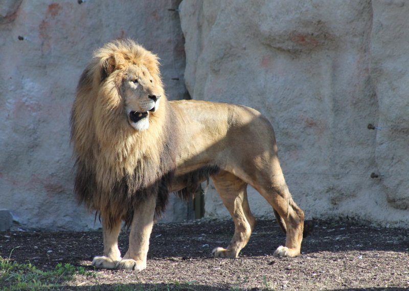 Pogledajte novu nastambu lavova u Zoološkom vrtu!