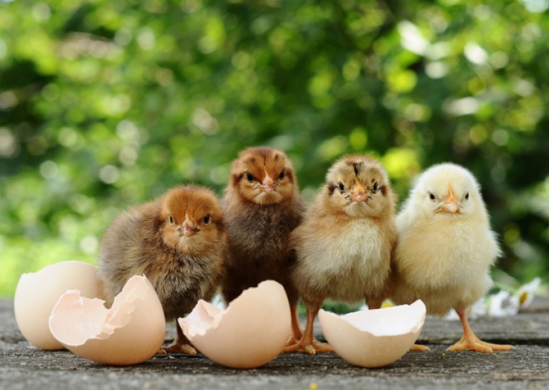 Zar su i kokoši pametnije od ljudskih beba?