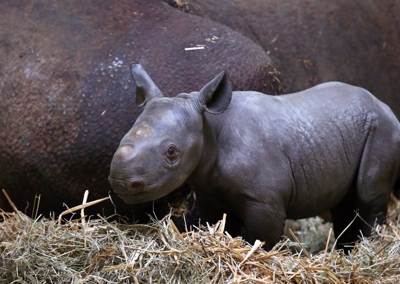 Mladunče crnog nosoroga predstavilo se njemačkoj javnosti