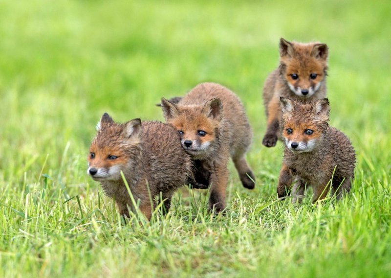 Pogledajte božanstvenu obitelj lisica