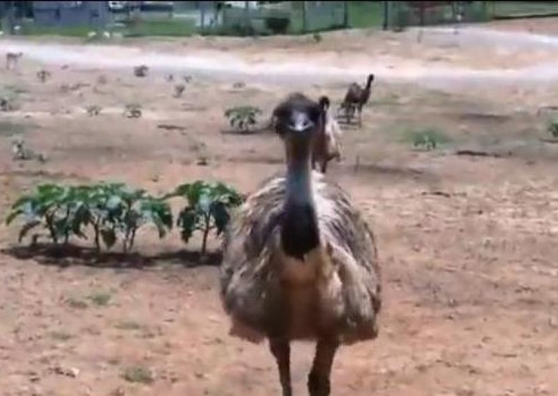 Jednooki emu pošteno isprepadao turisticu