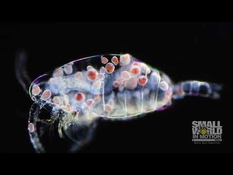 2019 Nikon Small World in Motion - Drugo mjesto (paraziti u planktonu)