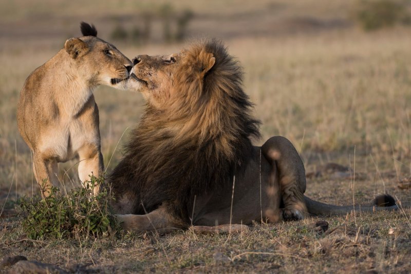 Ljubav u životinjskom carstvu