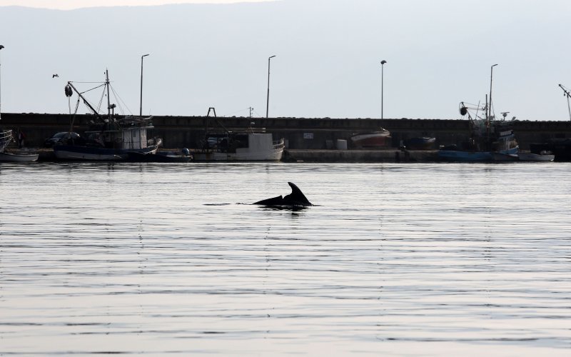 Rijeka: Dupin u luci proveo čitavo subotnje poslijepodne