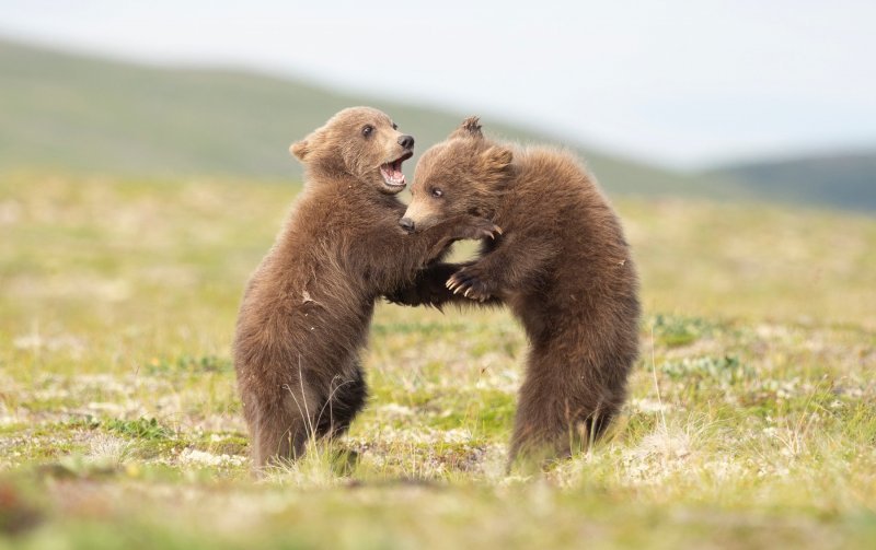 Medvjedići u Nacionalnom parku Katmai u Aljasci