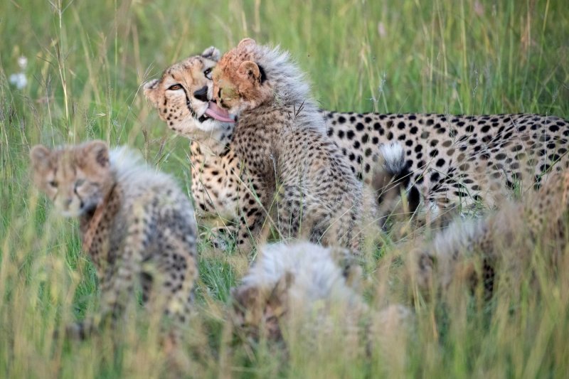 Obitelj geparda u Keniji