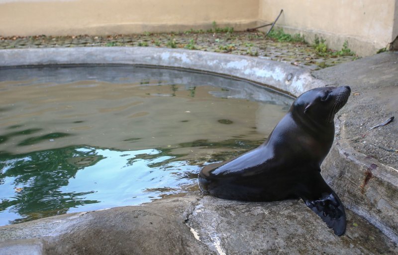U Zoološkom vrtu Grada Zagreba uginula mama morska lavica, a nakon nje i njezino mladunče