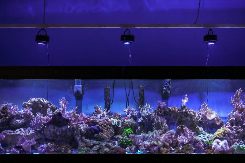 Obnovljeni pulski Aquarium
