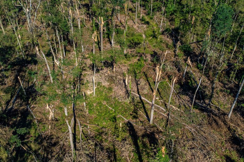 Pogled na Spačvansku šumu nakon snažnog nevremena u kojem su stabla pucala na pola od siline vjetra