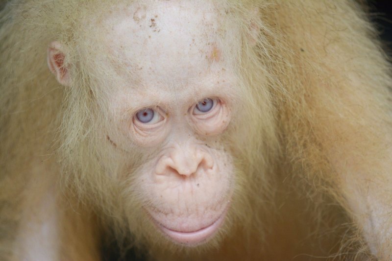 Alba, plavooki albino orangutan iz Bornea