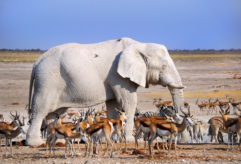 Bijeli slon među zebrama i gazelama