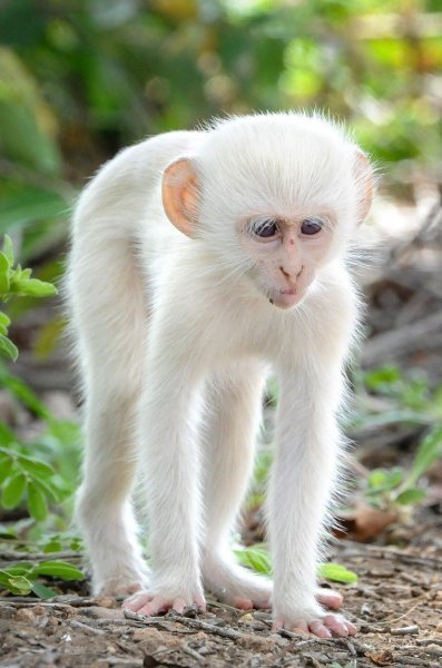 Preplašeni albino majmunčić drži se u blizini grmlja i drveća