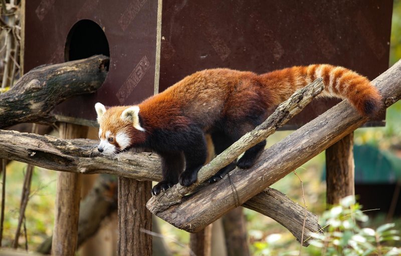 Zoološki vrt proslavio Dan crvenih pandi