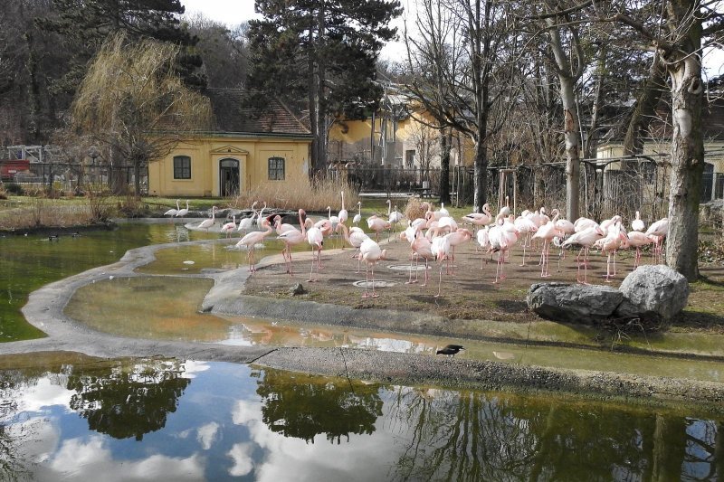 Bečki zoološki vrt Schönbrunn
