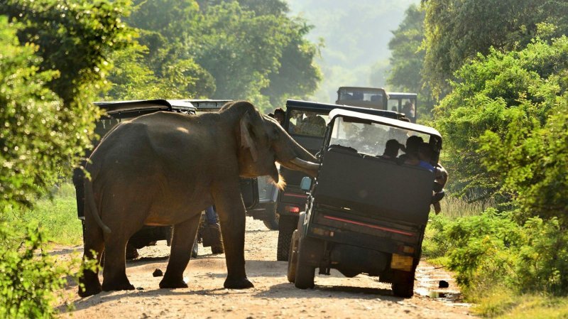 Gladni slon u Šri Lanci