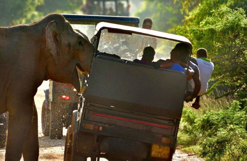 Gladni slon u Šri Lanci