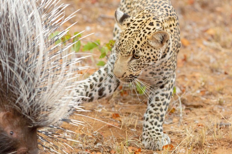 Leopard vreba dikobraza