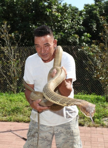 Albert Killian i njegove zmije