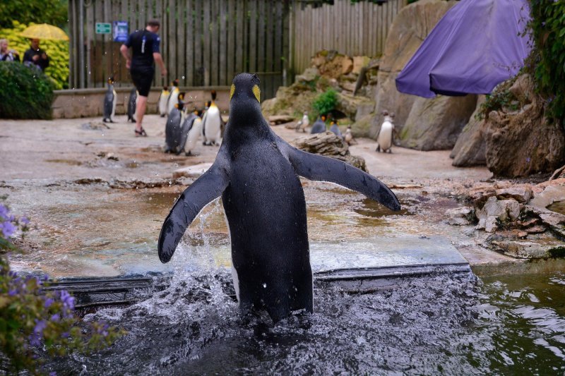 Pingvin uči plivati