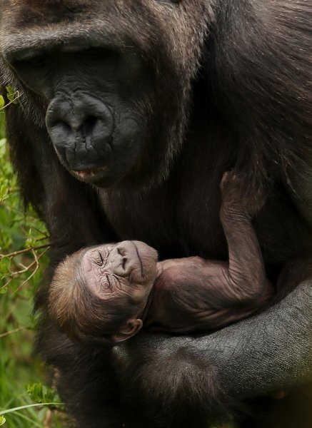 Gorila Kafi i njeno mladunče