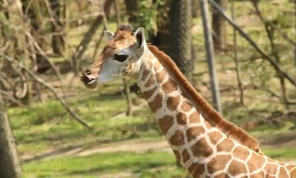 žirafa Bronx