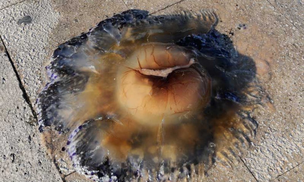 Mediteranska meduza Šibenik