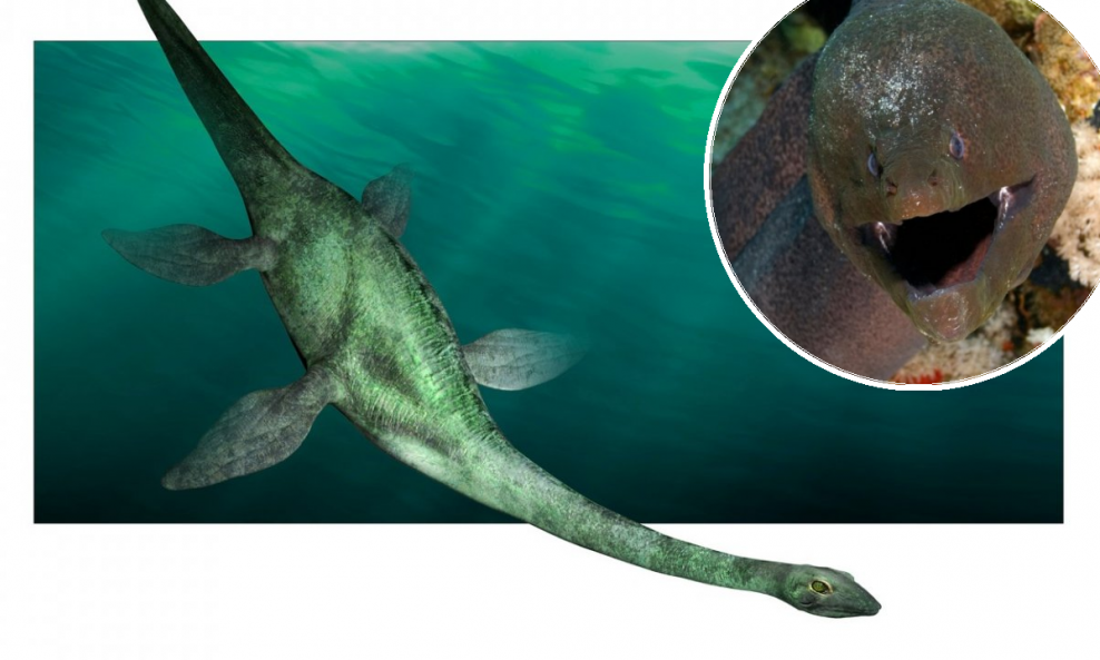 Misterij još nije do kraja riješen, ali su znanstvenici napravili veliki korak prema konačnom rješenju misterija 'čudovišta iz Loch Nessa'