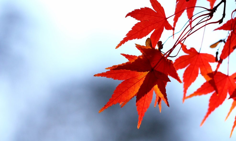 crveno lišće jesen
