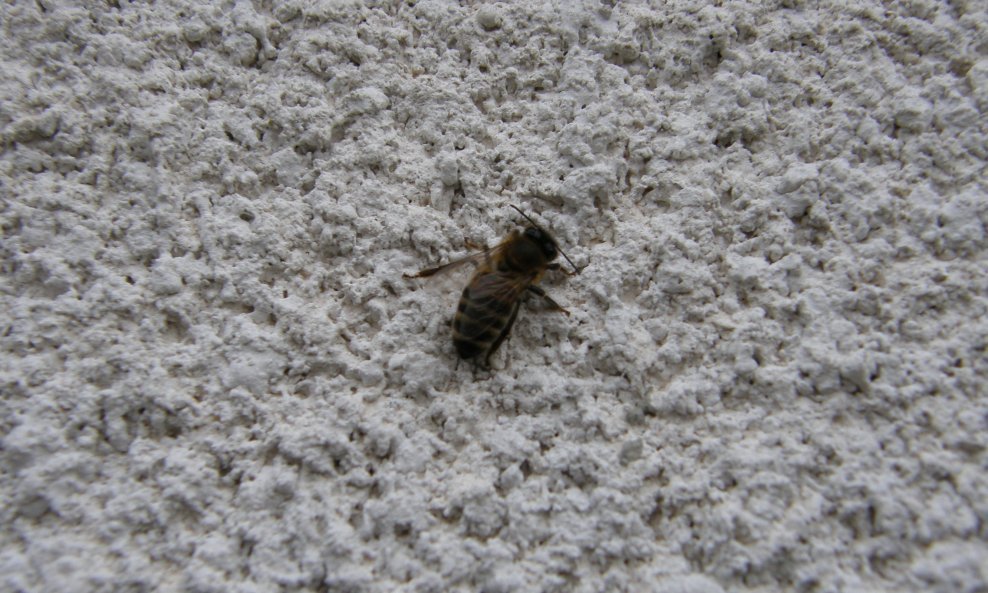 pčela