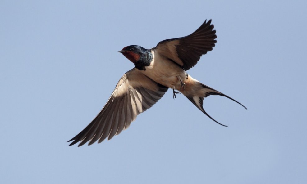 lastavica lastavice ptice ptica