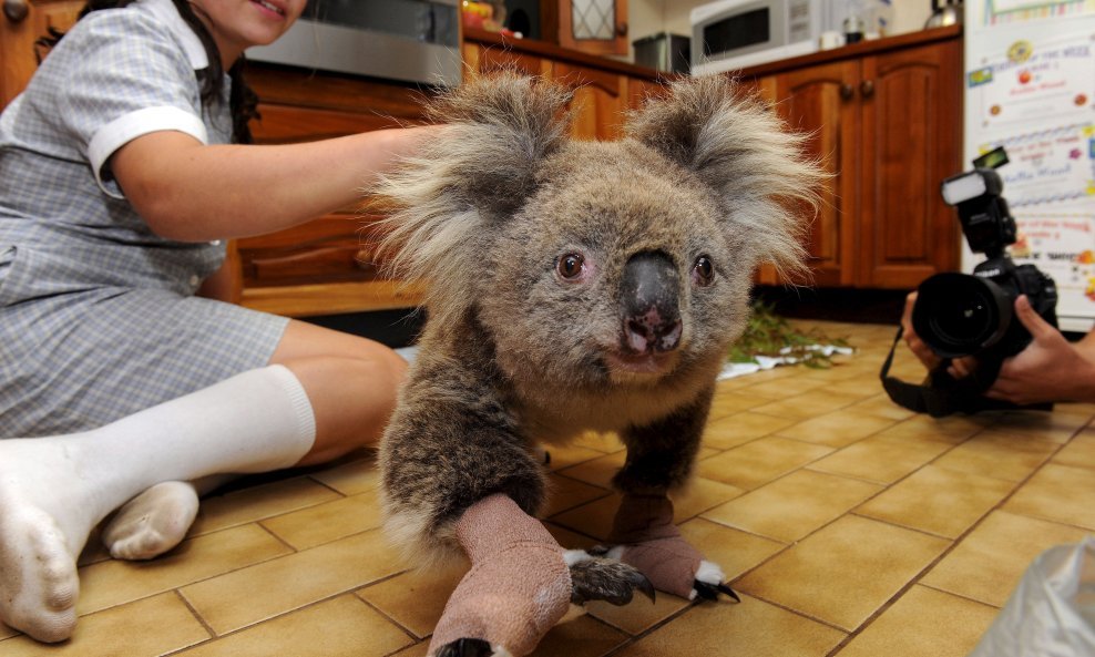 Opečena koala