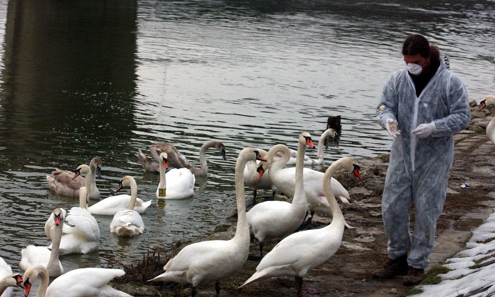 Arhivska fotografija / Testiranje labudova na ptičju gripu 2006.