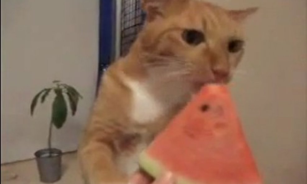 mačka lubenica