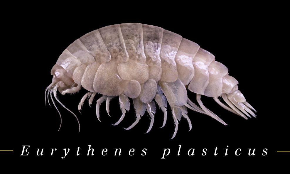 Eurythenes plasticus