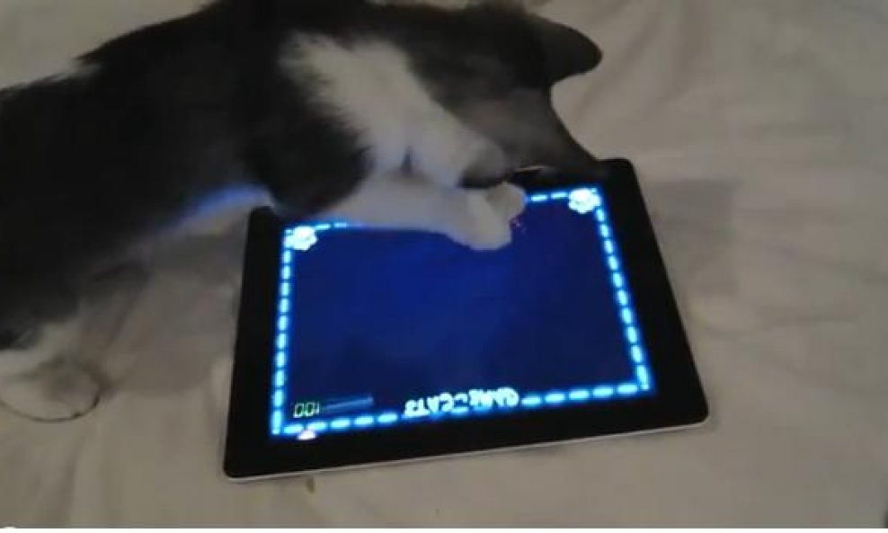 Mačka se igra na iPadu