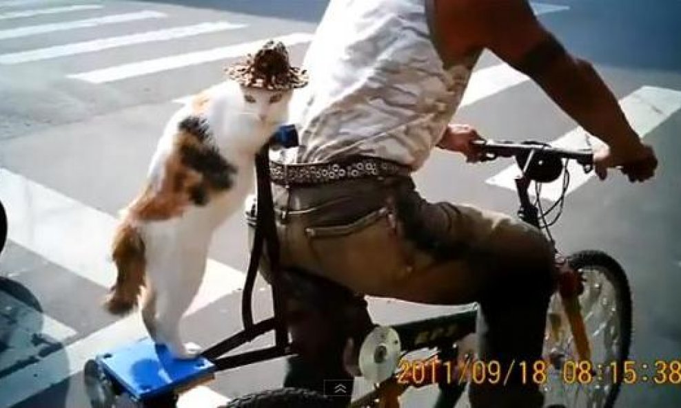 mačka na biciklu funvideo