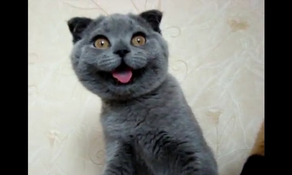 nasmijana mačka Ksenia