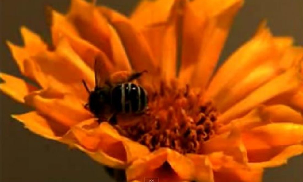 Evo kako izgleda pijana pčela