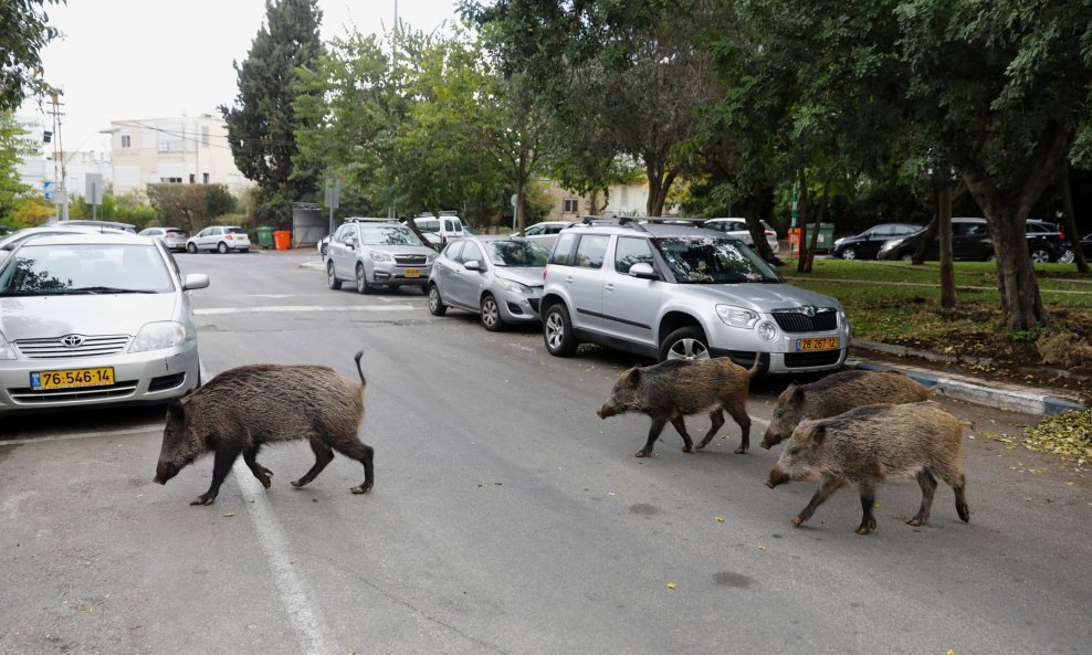 Divlje svinje na ulicama gradova posljednjih dana više i nisu velik kuriozitet