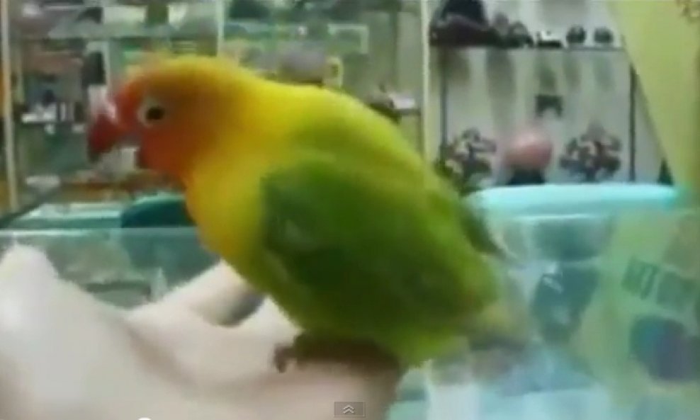 papagaj šarena papiga