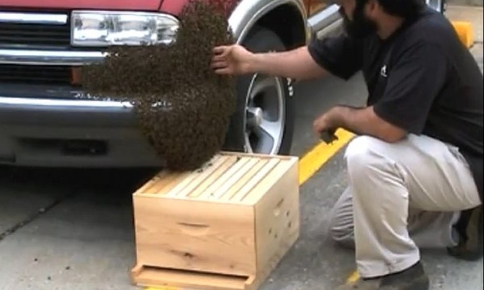 Čovjek rukom skuplja roj pčela