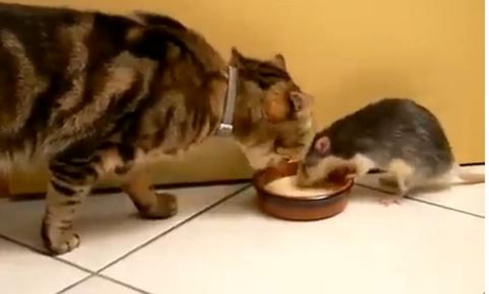 Štakor krade mlijeko mačku