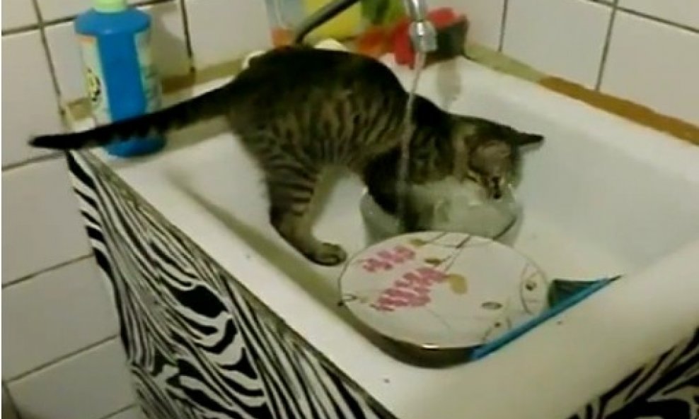 mačka suđe