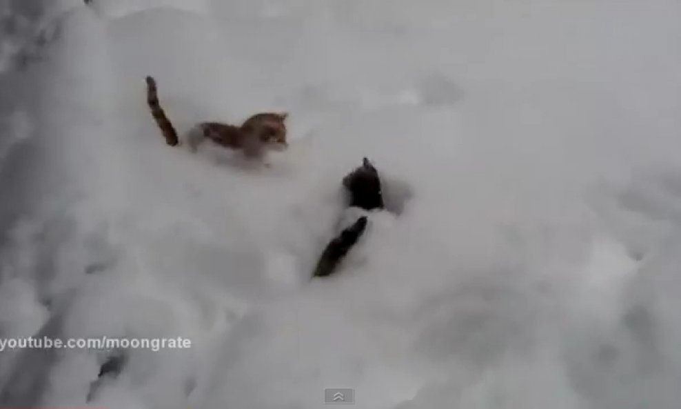mačke u snijegu