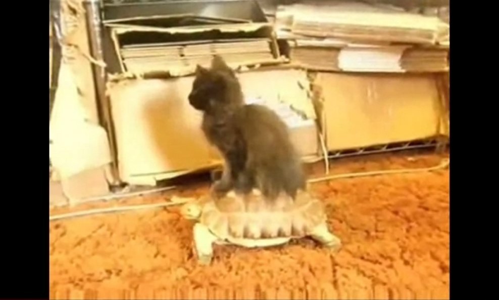 mačka na kornjači