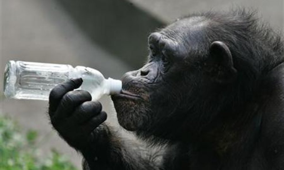 čimpanza majmun