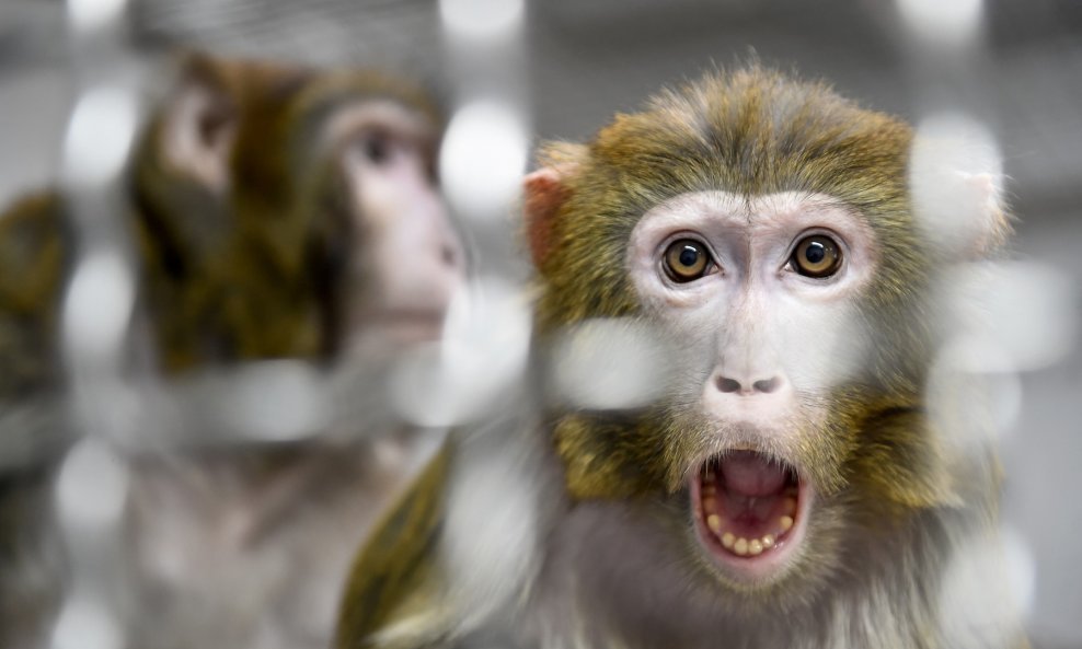 Istraživanje primata skupo je i često kontroverzno, a pandemija je samo dodatno otežala situaciju